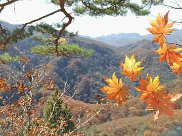 這個(gè)月俺去也最新網(wǎng)，體驗(yàn)溫馨有趣的日常時(shí)光