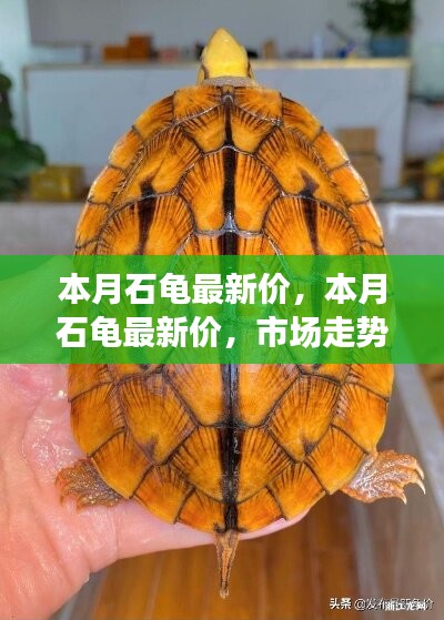 公司概況 第207頁