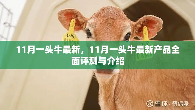 11月一頭牛最新產(chǎn)品全面評(píng)測(cè)與介紹，最新動(dòng)態(tài)一覽