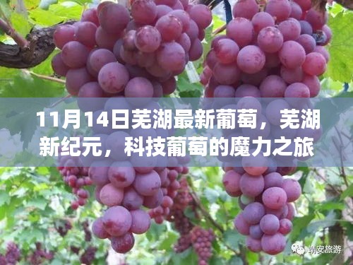 蕪湖新紀(jì)元葡萄科技之旅，體驗最新葡萄高科技產(chǎn)品的魔力之旅