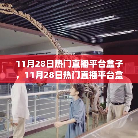 11月28日熱門直播平臺盒子，學習、自信與夢想成就之路