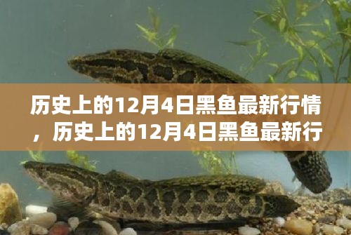 歷史上的12月4日黑魚(yú)行情深度解析，特性、體驗(yàn)、競(jìng)品對(duì)比與用戶群體分析