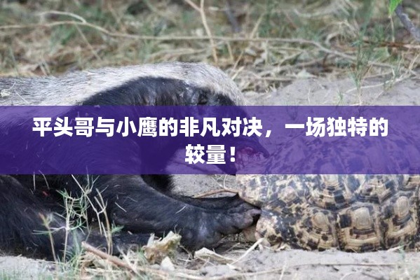 平頭哥與小鷹的非凡對決，一場獨特的較量！