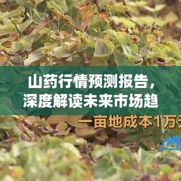 山藥行情預測報告，深度解讀未來市場趨勢（2019版）