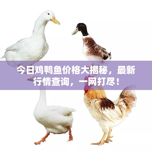 今日雞鴨魚(yú)價(jià)格大揭秘，最新行情查詢，一網(wǎng)打盡！