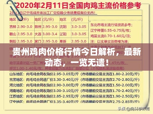 貴州雞肉價格行情今日解析，最新動態(tài)，一覽無遺！
