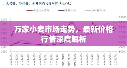 萬家小麥市場走勢，最新價格行情深度解析