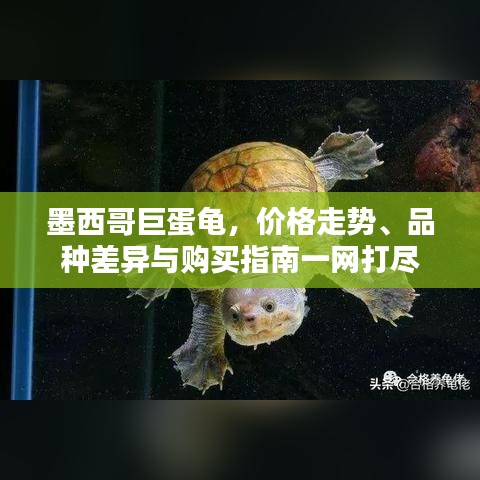 墨西哥巨蛋龜，價格走勢、品種差異與購買指南一網(wǎng)打盡