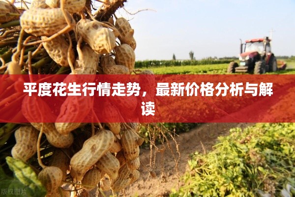 平度花生行情走勢，最新價(jià)格分析與解讀