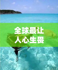 全球最讓人心生畏懼的海豹排名大揭秘！