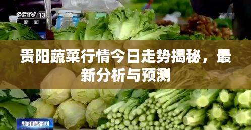 貴陽蔬菜行情今日走勢(shì)揭秘，最新分析與預(yù)測(cè)