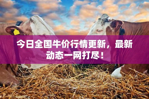 今日全國牛價(jià)行情更新，最新動(dòng)態(tài)一網(wǎng)打盡！