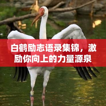 白鶴勵志語錄集錦，激勵你向上的力量源泉