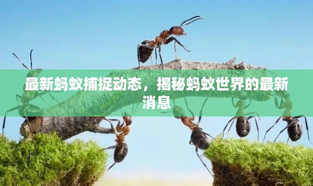 最新螞蟻捕捉動(dòng)態(tài)，揭秘螞蟻世界的最新消息