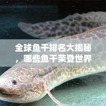 全球魚干排名大揭秘，哪些魚干榮登世界之最榜單？