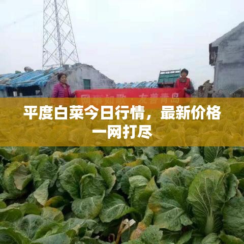 平度白菜今日行情，最新價格一網(wǎng)打盡