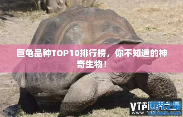 巨龜品種TOP10排行榜，你不知道的神奇生物！