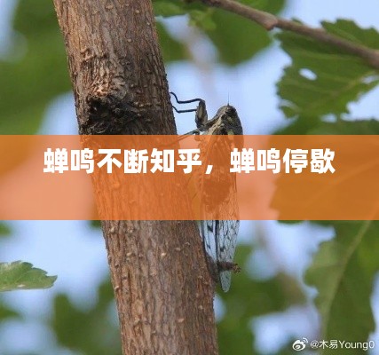 蟬鳴不斷知乎，蟬鳴停歇 