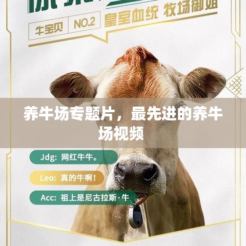 養(yǎng)牛場(chǎng)專(zhuān)題片，最先進(jìn)的養(yǎng)牛場(chǎng)視頻 
