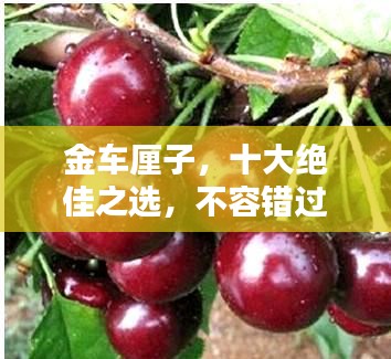 金車厘子，十大絕佳之選，不容錯過！