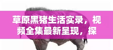 草原黑豬生活實(shí)錄，視頻全集最新呈現(xiàn)，探索黑豬草原生活的獨(dú)特魅力
