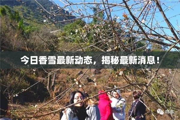 今日香雪最新動(dòng)態(tài)，揭秘最新消息！