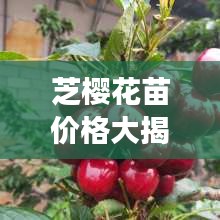芝櫻花苗價(jià)格大揭秘，價(jià)值與種植成本全解析