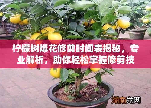 檸檬樹(shù)爆花修剪時(shí)間表揭秘，專(zhuān)業(yè)解析，助你輕松掌握修剪技巧