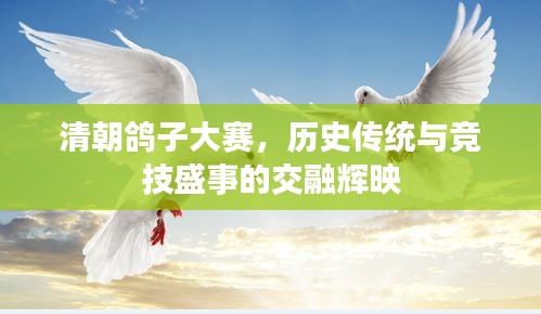 清朝鴿子大賽，歷史傳統(tǒng)與競(jìng)技盛事的交融輝映